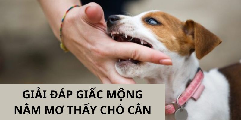 Giải thích cụ thể về giấc mộng mơ thấy chó cắn